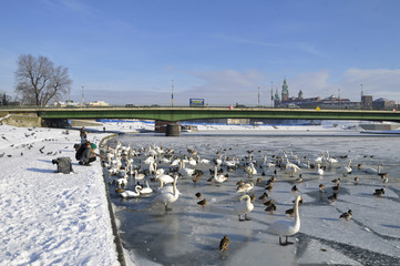 kraków_wawel © marsad