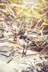Chick gulls on a background of grass in the summer looking for my mother
