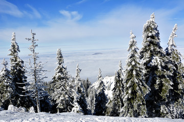 Obraz premium Winter landscape with fir trees forest covered by heavy snow in Postavaru mountain, Poiana Brasov resort, Romania