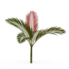 Fototapeta premium Chambeyronia macrocarpa isolated on white background. 3D Rendering, Illustration.