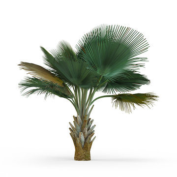 Copernicia baileyana isolated on white background. 3D Rendering, Illustration.