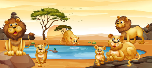 Naklejka premium Lions living by the pond