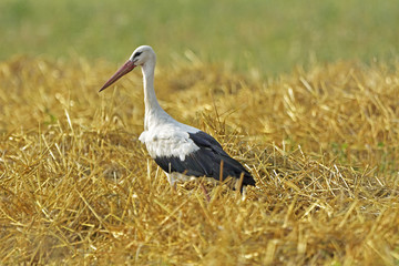 Birds - White Stork (Ciconia ciconia)