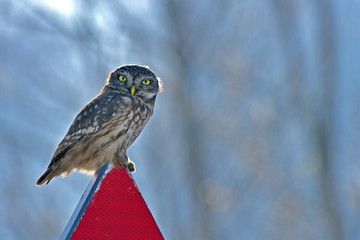 Little Owl (Athene noctua).