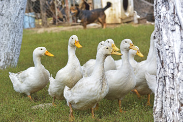 Ducks in a row