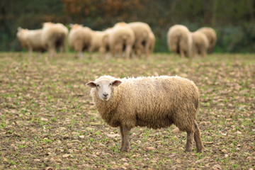 Herd of sheep on a farmland in Devon