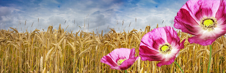 Fototapeta premium wheat ears on the field and poppies