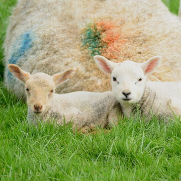 Two cute young lamb on a farm in Devon