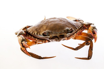 Raw serrated mud crab on white