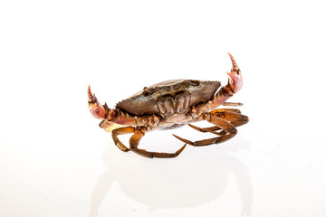 Raw serrated mud crab on white