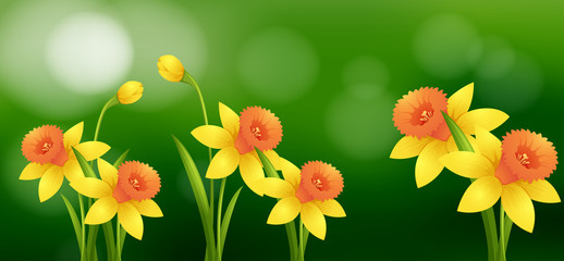 Daffodil flowers with blur background