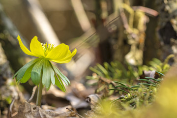 Grell gelber Winterling (Eranthis hyemalis)