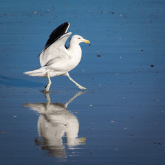 wild seagulls on a beach, location - Wellington, North Island, New Zealand