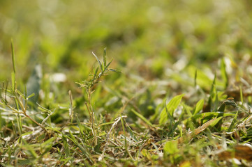 Grass.