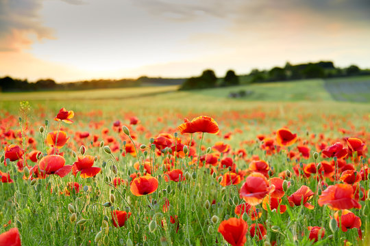 Wonderfull Close up of poppy field