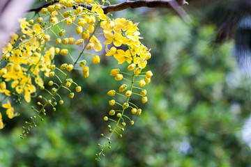 Obraz na płótnie Canvas Kanikkonna - Golden shower, Cassia Fistula, bloom in tree. This flower is using by Hindu Vishu festival for Vishu kani and it is also the national flower of Thailand