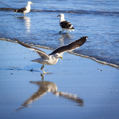 wild seagulls on a beach, location - Wellington, North Island, New Zealand