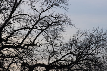 Branches of a tree against the background of the evening sky