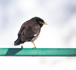 Indian starling on nature