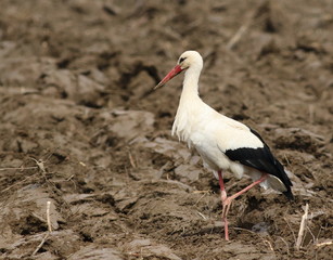 White Stork, ciconia ciconia