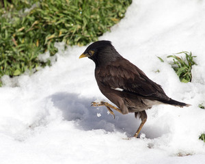 Starling on the ground in winter