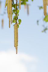 young branch of birch with catkins in nature