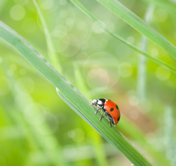 ladybug crawling on the grass closeup in nature