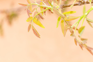 young leaves on the branch of a tree nut on a beige background