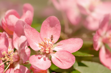 Apple tree blooms red flowers in nature