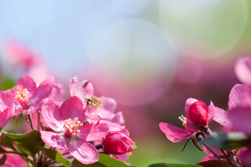 Apple tree blooms red flowers in nature