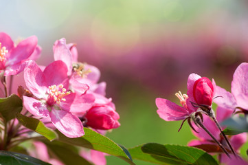 Fototapeta na wymiar Apple tree blooms red flowers in nature