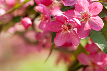 Apple tree blooms red flowers in nature