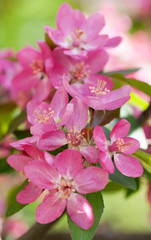 Fototapeta na wymiar Apple tree blooms red flowers in nature