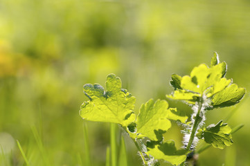 green grass backlit background