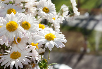 daisies on the window in autumn