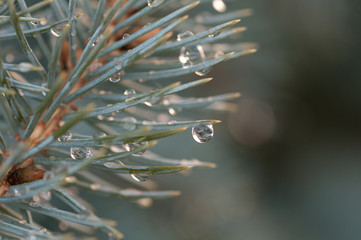 drop of rain on the needles of the fir tree