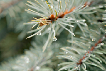 Naklejka na ściany i meble drop of rain on the needles of the fir tree