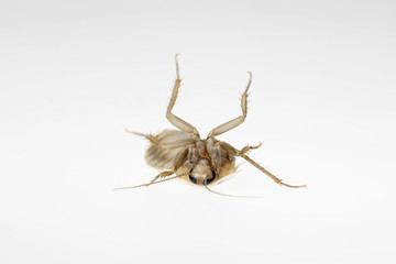 Schabe als Studioaufnahme vor weißem Hintergrund