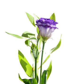 Fototapeta isolated purple flower