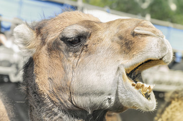 Camelus dromedarius. Profile of a dromedary, also called the Arabian camel. Moment when he's got...