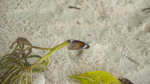 Monarch butterfly on sandy beach