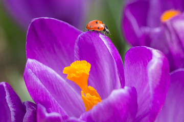 Ladybird On Crocus