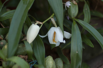Spring flowering of subtropical plants. Subtropical flowers, the beginning of spring flowering, natural lighting.