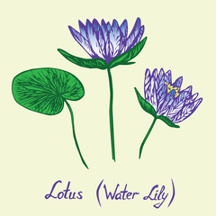 Lotus (Water Lily) flowers and leaves set, with inscription, hand drawn doodle, sketch in pop art style, isolated vector illustration (blue)
