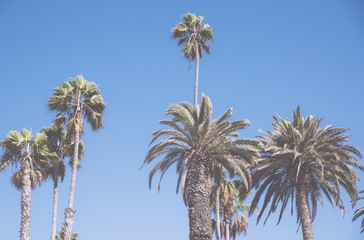 Fototapeta premium Palm trees in los angeles