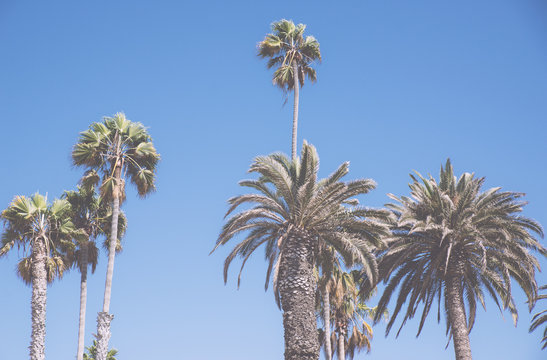 Palm trees in los angeles