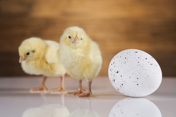 Fototapeta premium Egg on chick, Easter background