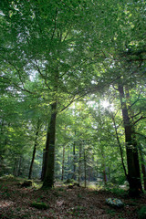 Friedwald,Ruhewald, Beerdigung im Wald