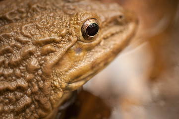 Frog Sitting In a Pond In Thailand 