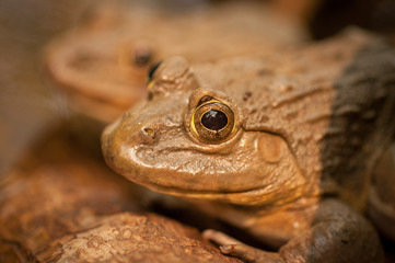 Frog Sitting In a Pond In Thailand 